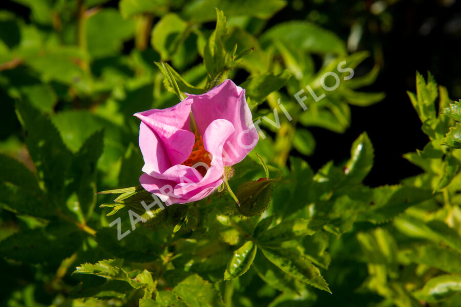 Růže viržínská - Rosa virginiana