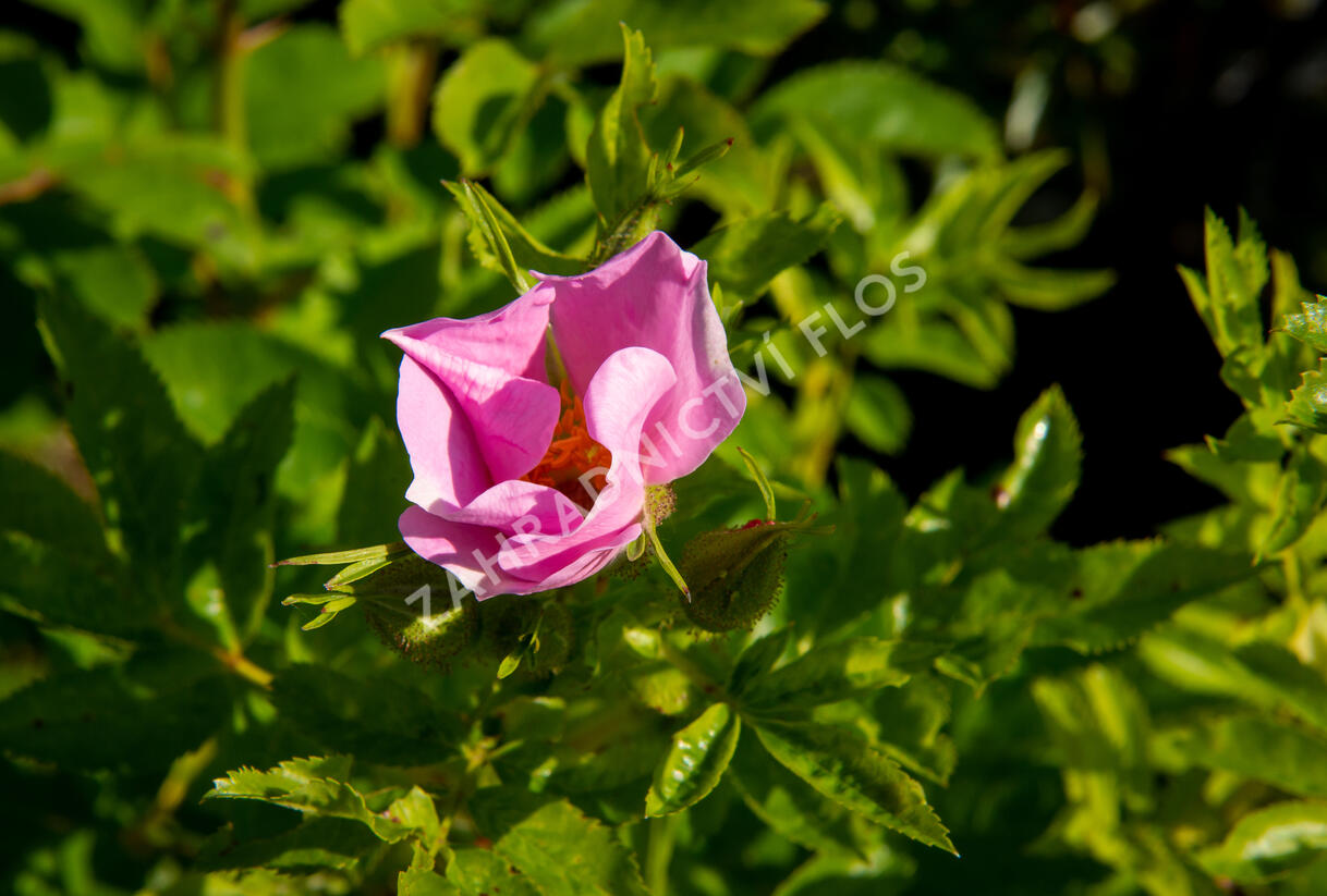 Růže viržínská - Rosa virginiana