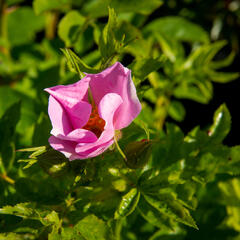 Růže viržínská - Rosa virginiana