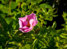 Růže viržínská - Rosa virginiana