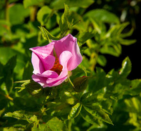 Růže viržínská - Rosa virginiana