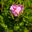 Růže viržínská - Rosa virginiana