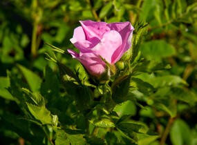 Růže viržínská - Rosa virginiana
