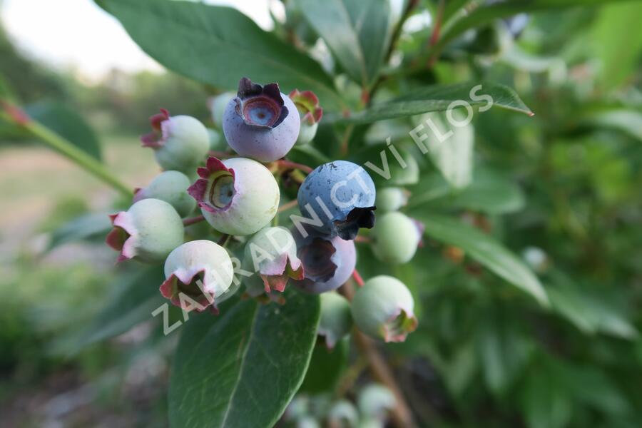 Borůvka chocholičnatá, kanadská borůvka 'Elliot' - Vaccinium corymbosum 'Elliot'