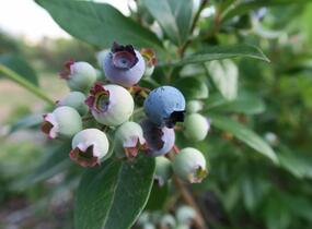 Borůvka chocholičnatá, kanadská borůvka 'Elliot' - Vaccinium corymbosum 'Elliot'
