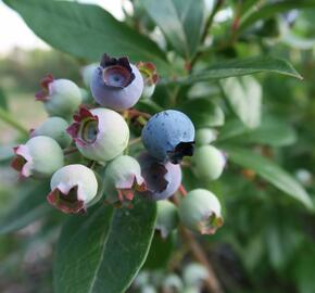 Borůvka chocholičnatá, kanadská borůvka 'Elliot' - Vaccinium corymbosum 'Elliot'