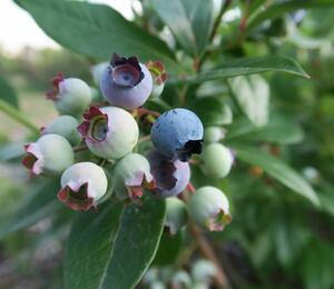Borůvka chocholičnatá, kanadská borůvka 'Elliot' - Vaccinium corymbosum 'Elliot'