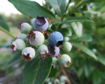 Borůvka chocholičnatá, kanadská borůvka 'Elliot'