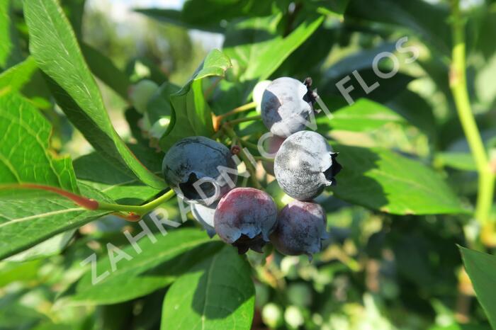 Borůvka chocholičnatá, kanadská borůvka 'Goldtraube' - Vaccinium corymbosum 'Goldtraube'