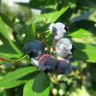 Borůvka chocholičnatá, kanadská borůvka 'Goldtraube' - Vaccinium corymbosum 'Goldtraube'