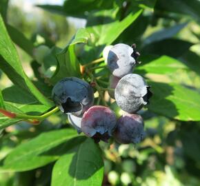 Borůvka chocholičnatá, kanadská borůvka 'Goldtraube' - Vaccinium corymbosum 'Goldtraube'