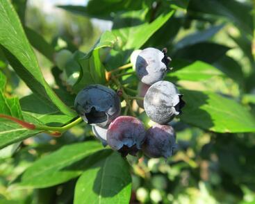 Borůvka chocholičnatá, kanadská borůvka 'Goldtraube'