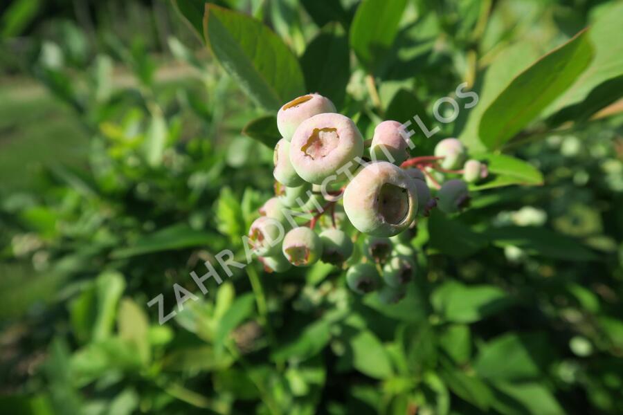 Borůvka chocholičnatá, kanadská borůvka 'Bluecrop' - Vaccinium corymbosum 'Bluecrop'