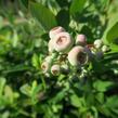 Borůvka chocholičnatá, kanadská borůvka 'Bluecrop' - Vaccinium corymbosum 'Bluecrop'
