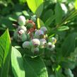 Borůvka chocholičnatá, kanadská borůvka 'Bluecrop' - Vaccinium corymbosum 'Bluecrop'