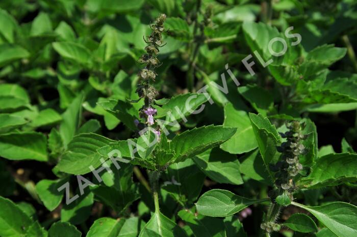 Bazalka 'Cresto' - Ocimum species 'Cresto'