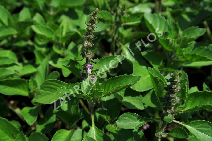 Bazalka 'Cresto' - Ocimum species 'Cresto'