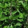 Bazalka 'Cresto' - Ocimum species 'Cresto'