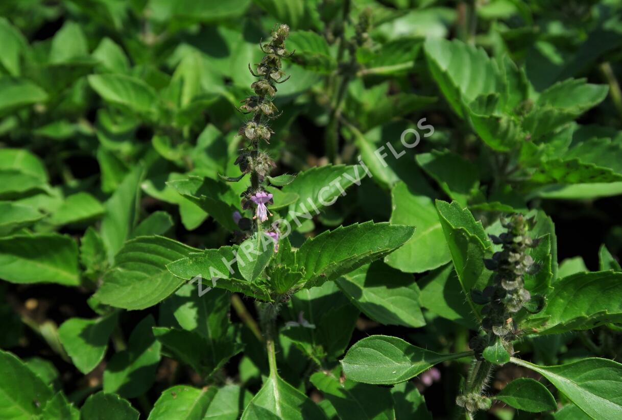 Bazalka 'Cresto' - Ocimum species 'Cresto'