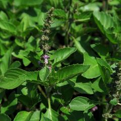 Bazalka 'Cresto' - Ocimum species 'Cresto'