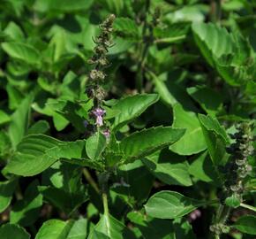 Bazalka 'Cresto' - Ocimum species 'Cresto'
