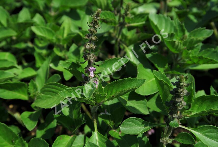 Bazalka 'Cresto' - Ocimum species 'Cresto'