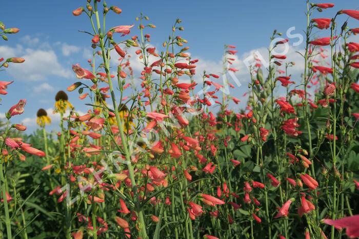 Dračík vousatý 'Coccineus' - Penstemon barbatus 'Coccineus'
