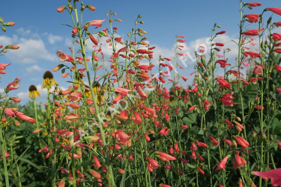 Dračík vousatý 'Coccineus' - Penstemon barbatus 'Coccineus'