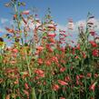 Dračík vousatý 'Coccineus' - Penstemon barbatus 'Coccineus'