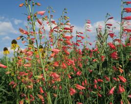 Dračík vousatý 'Coccineus'