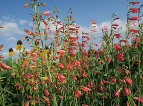 Dračík vousatý 'Coccineus' - Penstemon barbatus 'Coccineus'