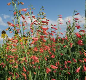 Dračík vousatý 'Coccineus' - Penstemon barbatus 'Coccineus'