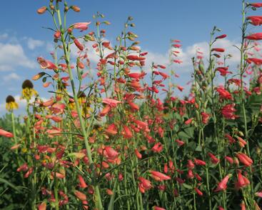 Dračík vousatý 'Coccineus'