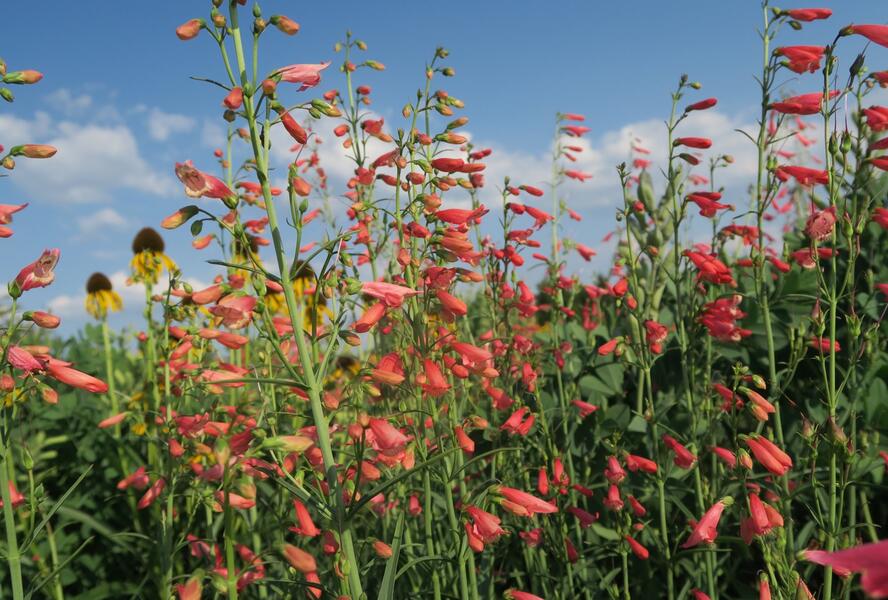 Dračík vousatý 'Coccineus' - Penstemon barbatus 'Coccineus'