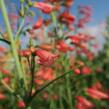 Dračík vousatý 'Coccineus' - Penstemon barbatus 'Coccineus'
