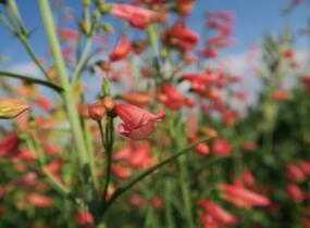 Dračík vousatý 'Coccineus' - Penstemon barbatus 'Coccineus'