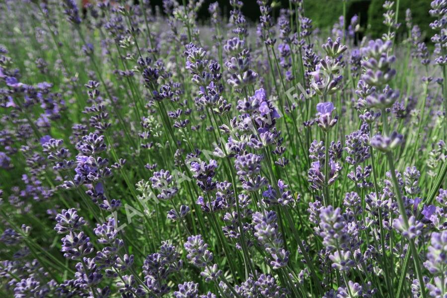 Levandule úzkolistá 'Munstead Strain' - Lavandula angustifolia 'Munstead Strain'