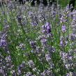 Levandule úzkolistá 'Munstead Strain' - Lavandula angustifolia 'Munstead Strain'