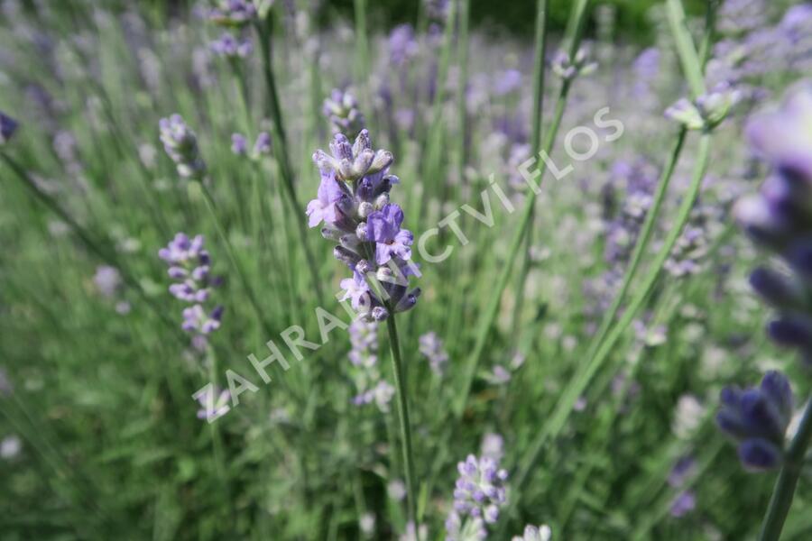 Levandule úzkolistá 'Munstead Strain' - Lavandula angustifolia 'Munstead Strain'