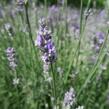 Levandule úzkolistá 'Munstead Strain' - Lavandula angustifolia 'Munstead Strain'