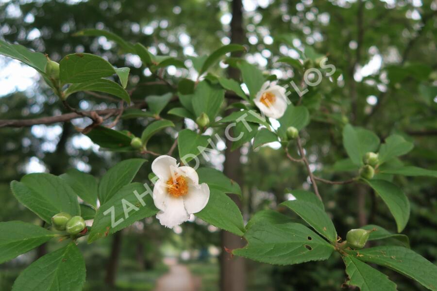 Stewartie kaméliovitá - Stewartia pseudocamellia