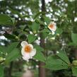 Stewartie kaméliovitá - Stewartia pseudocamellia