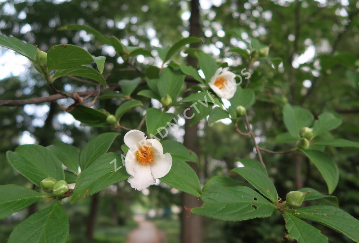Stewartie kaméliovitá - Stewartia pseudocamellia