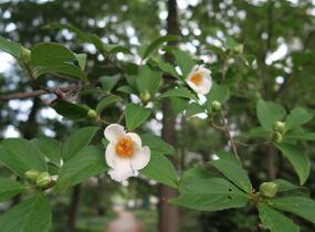Stewartie kaméliovitá - Stewartia pseudocamellia