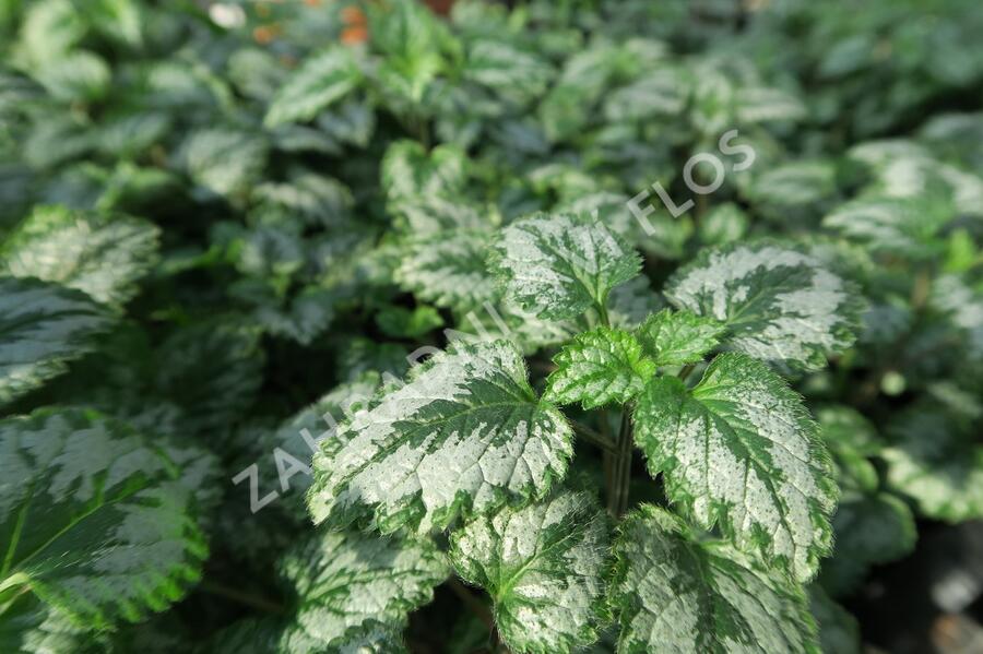 Pitulník žlutý - Lamiastrum galeobdolon