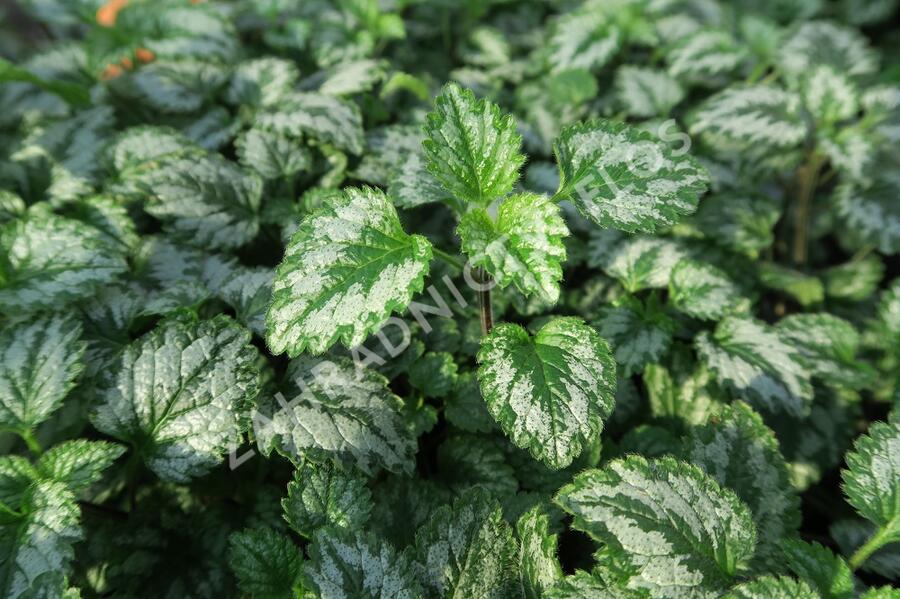 Pitulník žlutý - Lamiastrum galeobdolon