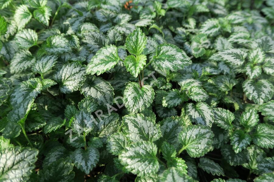 Pitulník žlutý - Lamiastrum galeobdolon