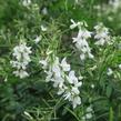 Jestřabina lékařská - Galega officinalis