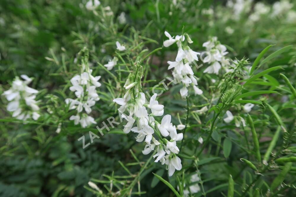 Jestřabina lékařská - Galega officinalis