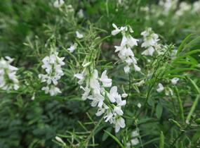 Jestřabina lékařská - Galega officinalis